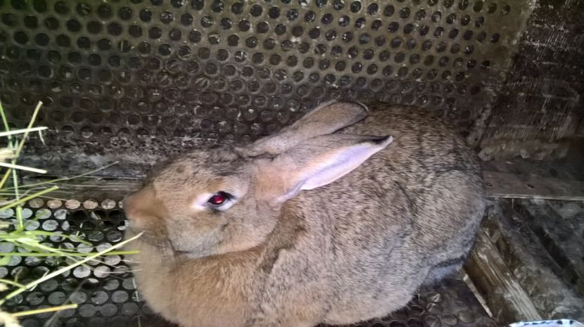 fatata in 30.06.2017 - a2- femela hycole agouti