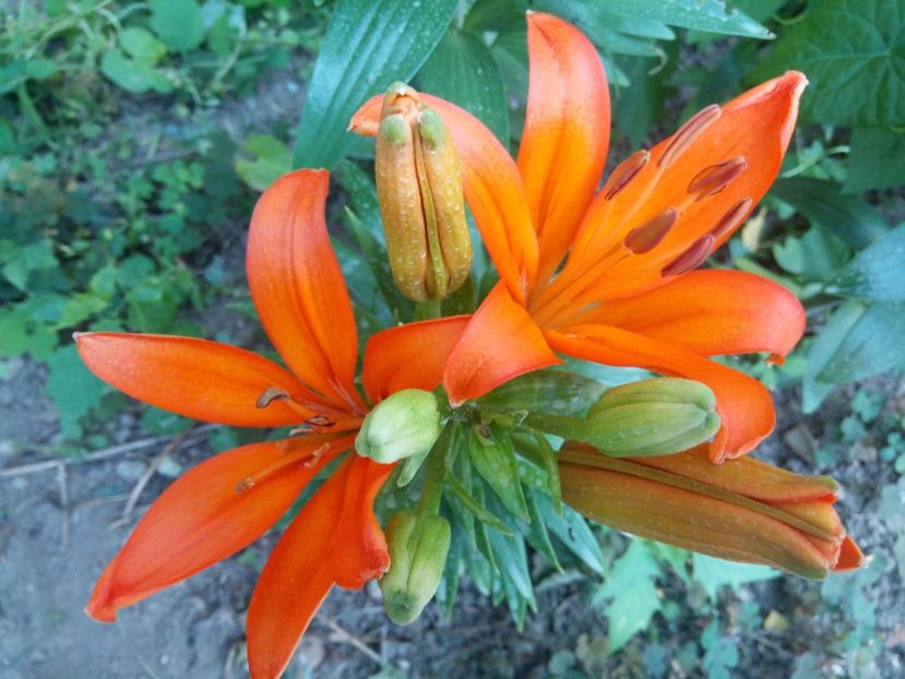 Orange ton - 0 - CRINI