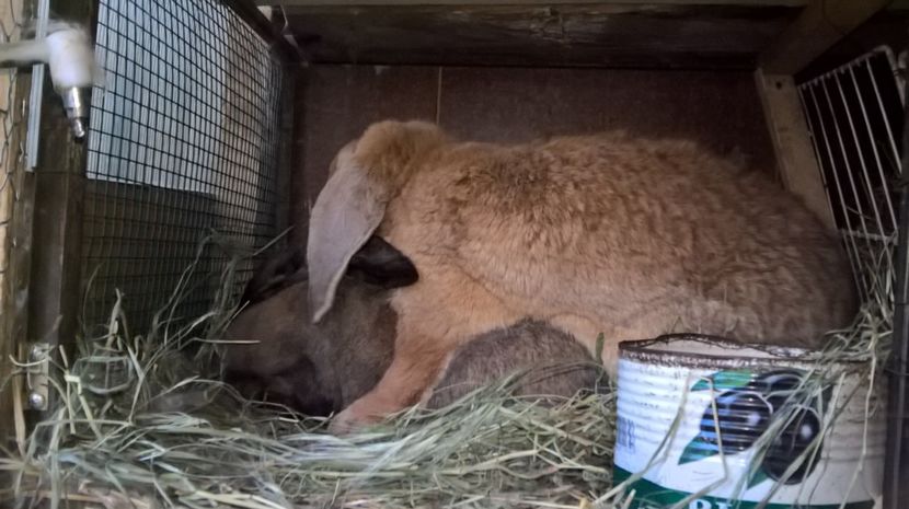 montata in 12.05 2017 - femela 1