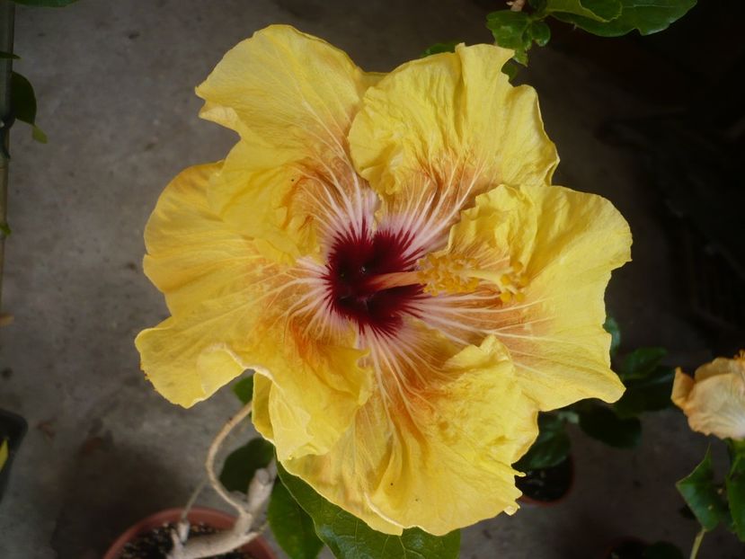 P1320853 - HIBISCUSI 2017-1