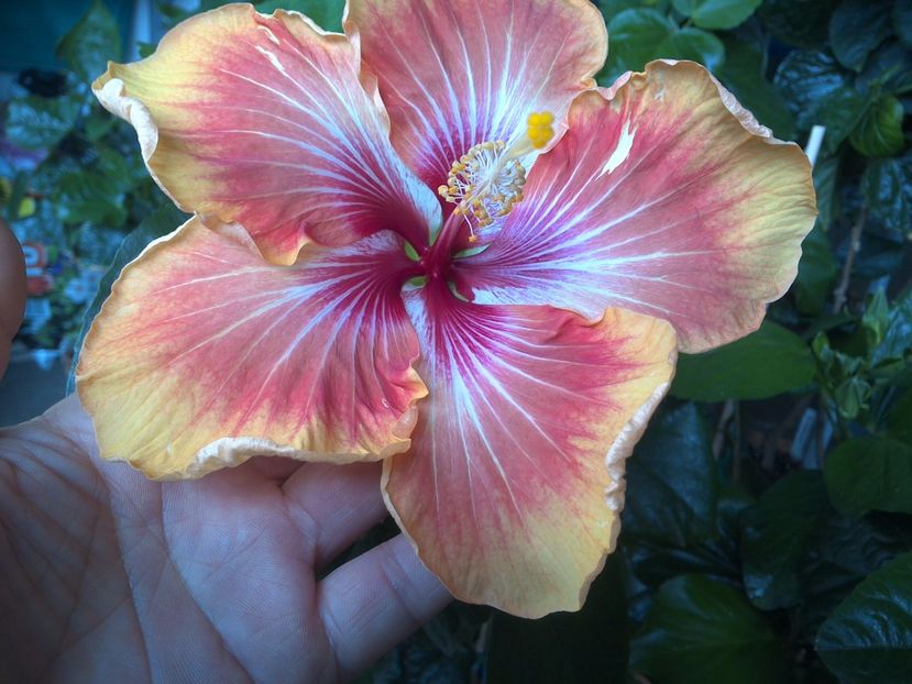 WIN_20170604_091635 - Tahitian Arcturus Queen