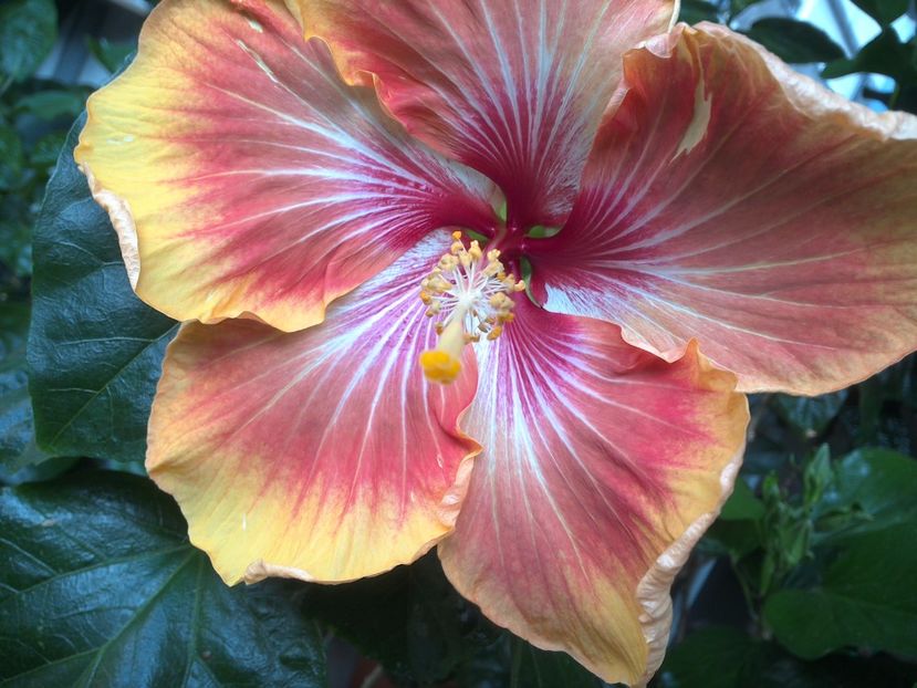 WIN_20170604_091708 - Tahitian Arcturus Queen