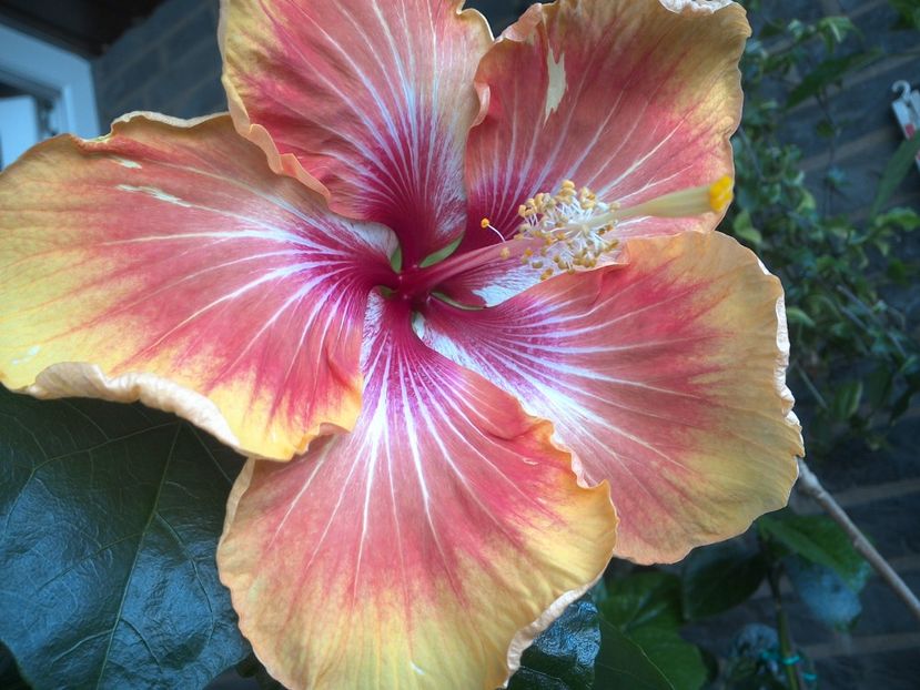 WIN_20170604_091816 - Tahitian Arcturus Queen