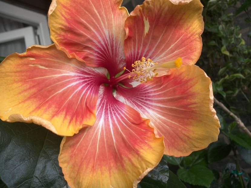 WIN_20170604_091818 - Tahitian Arcturus Queen