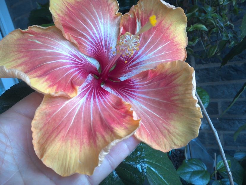 WIN_20170604_092020 - Tahitian Arcturus Queen