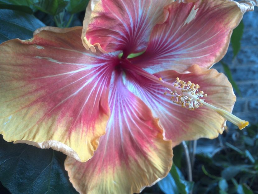 WIN_20170604_092059 - Tahitian Arcturus Queen