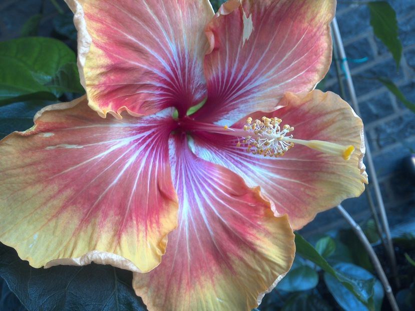 WIN_20170604_092108 - Tahitian Arcturus Queen