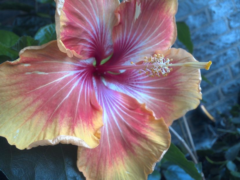 WIN_20170604_092113 - Tahitian Arcturus Queen