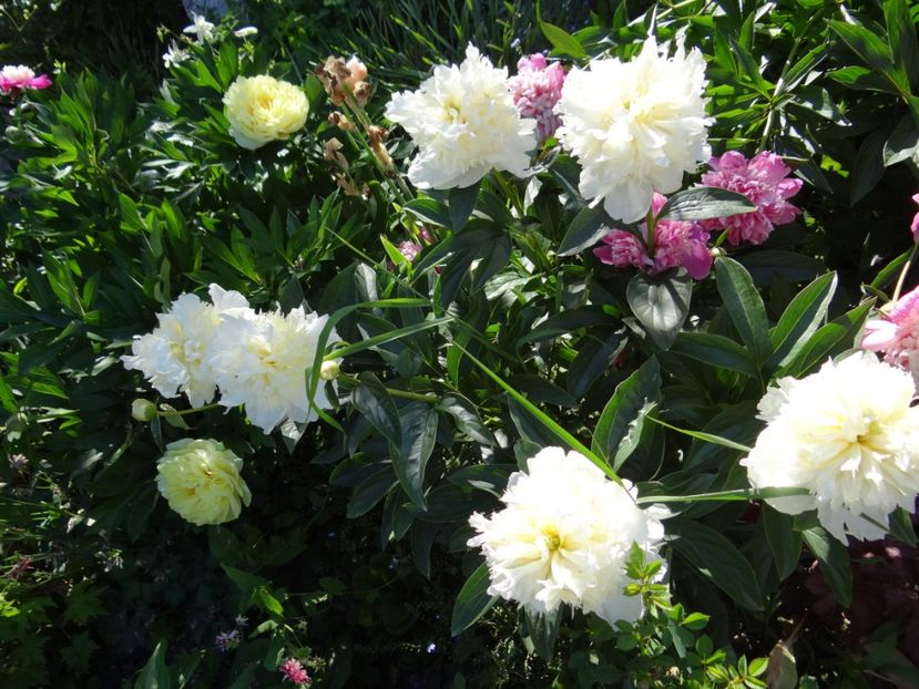 Honey Gold - Si vara se facu