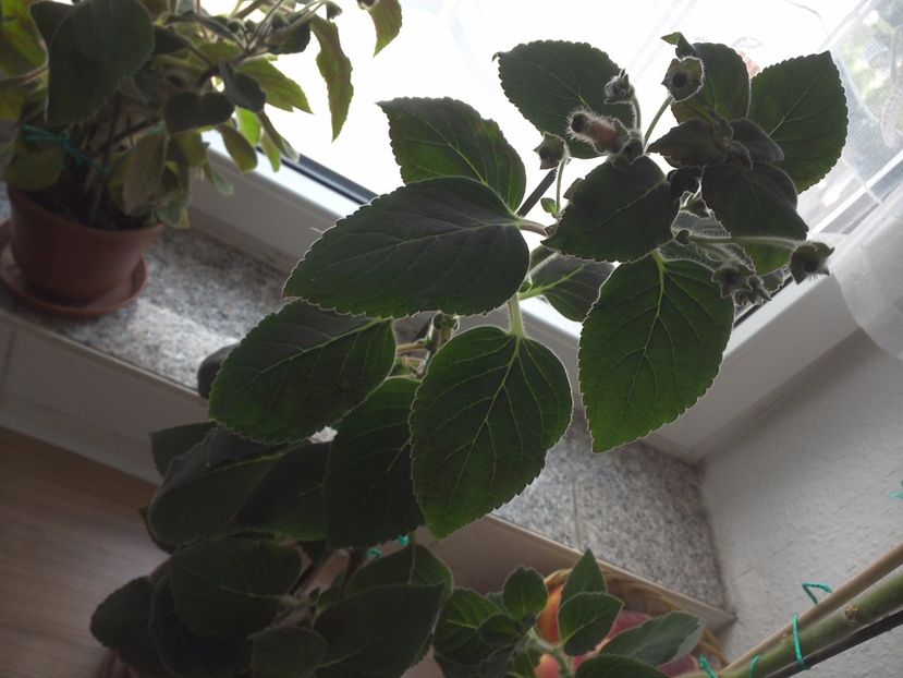 WIN_20170604_102428 - g_kohleria
