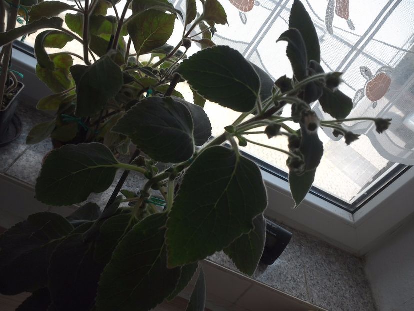 WIN_20170604_102443 - g_kohleria