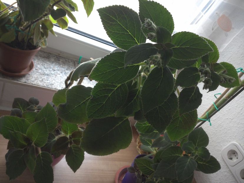WIN_20170604_102510 - g_kohleria