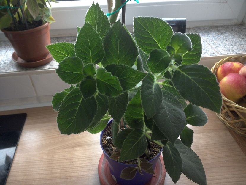 WIN_20170604_102527 - g_kohleria
