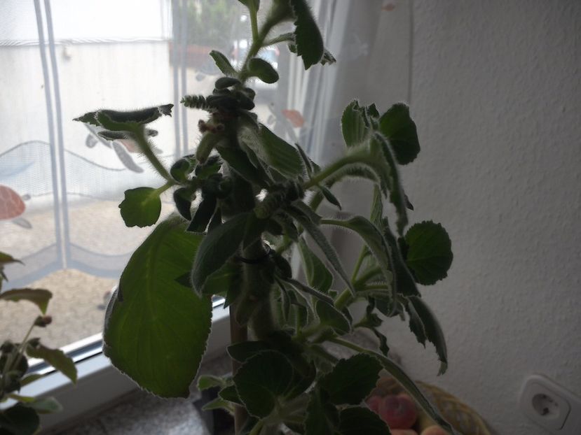 WIN_20170604_102555 - g_kohleria
