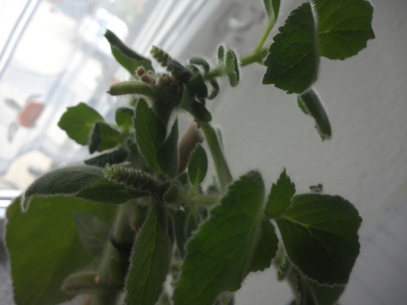 Avem rizomi chiar si in varful plantei -) - g_kohleria