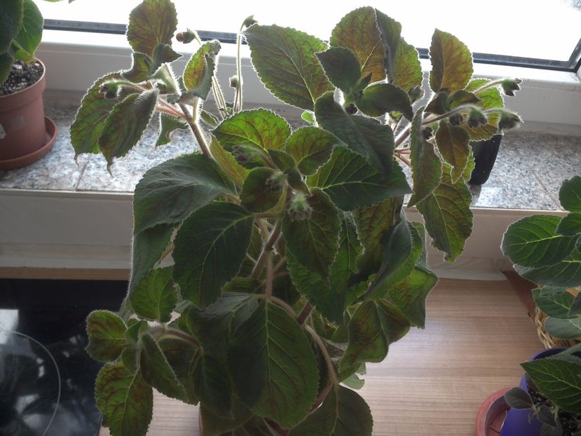 WIN_20170604_102309 - g_kohleria