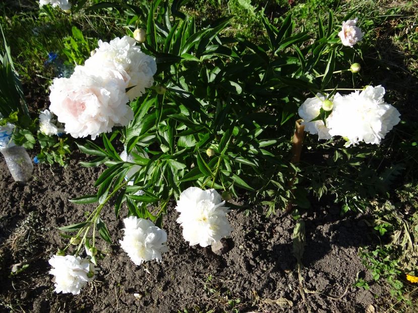 Raspberry - Si vara se facu