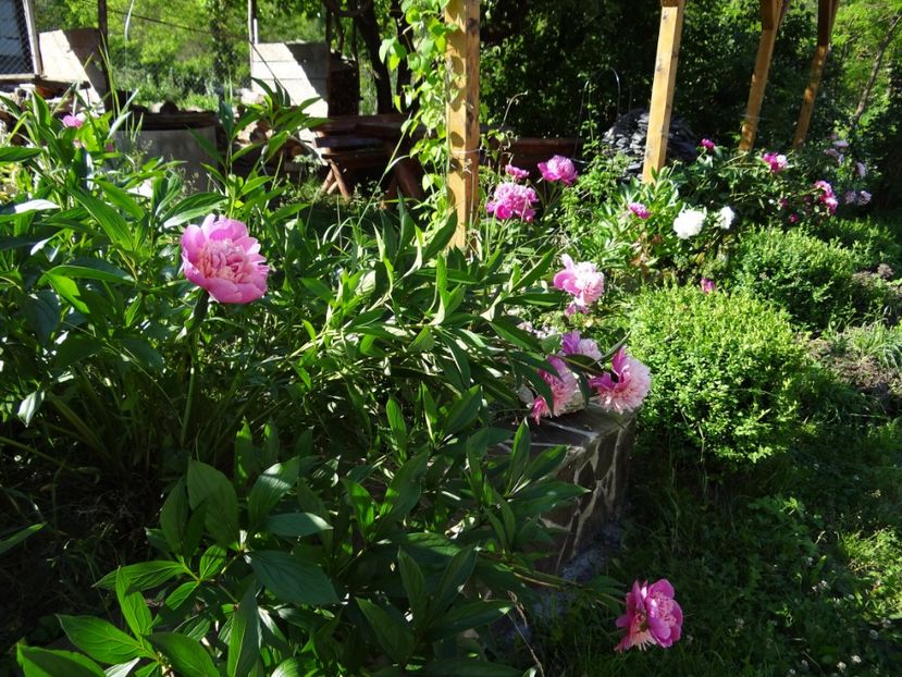 Victoire de la Marne - Si vara se facu