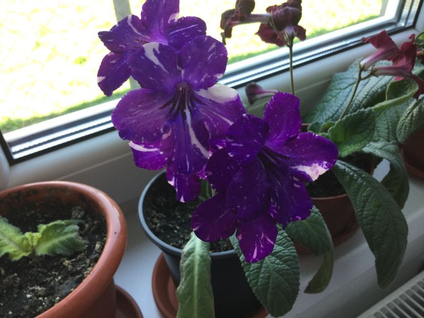  - Streptocarpusi 2017