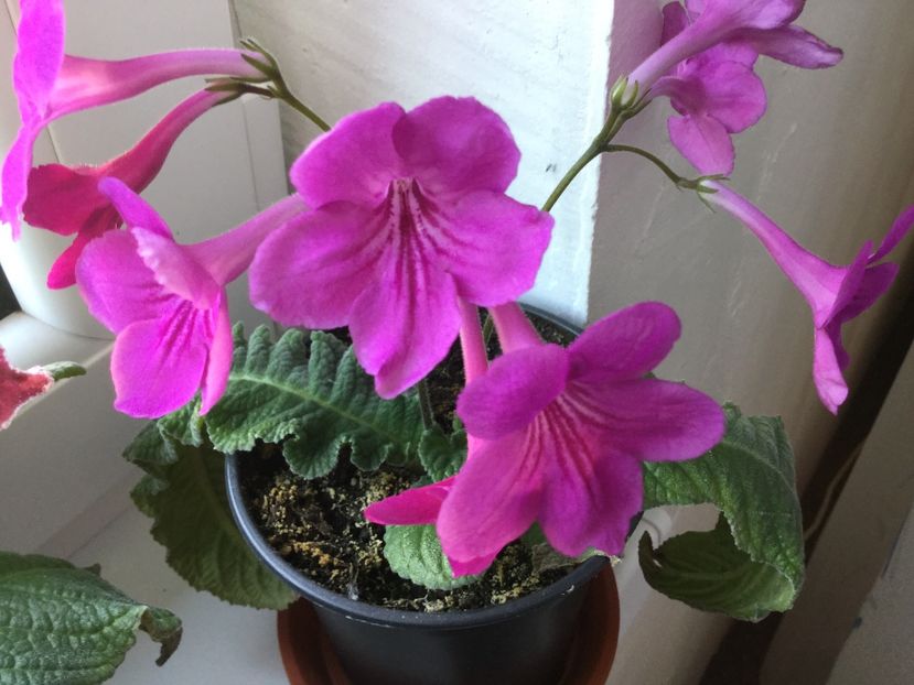  - Streptocarpusi 2017