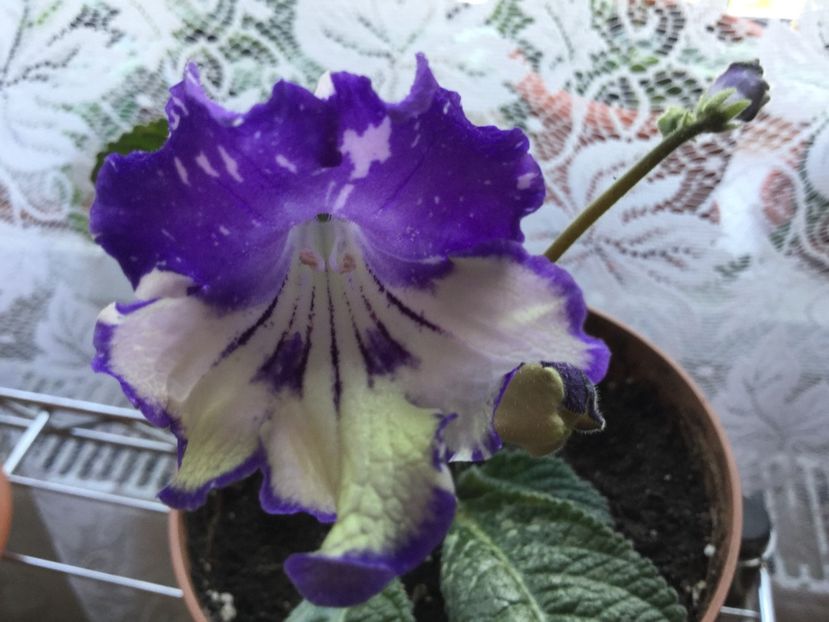  - Streptocarpusi 2017