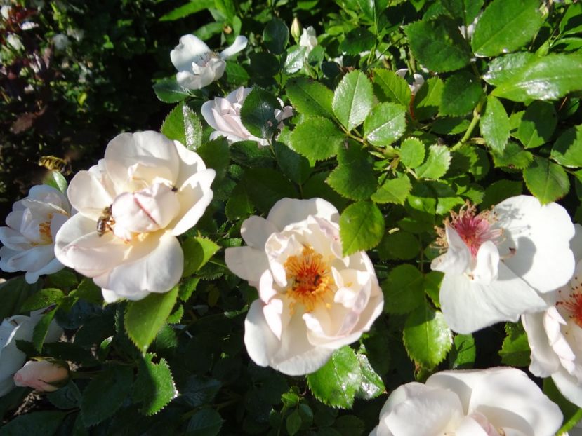 Jacqueline du Pre - Jacqueline du Pre -AGM