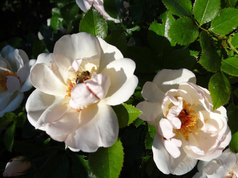  - Jacqueline du Pre -AGM