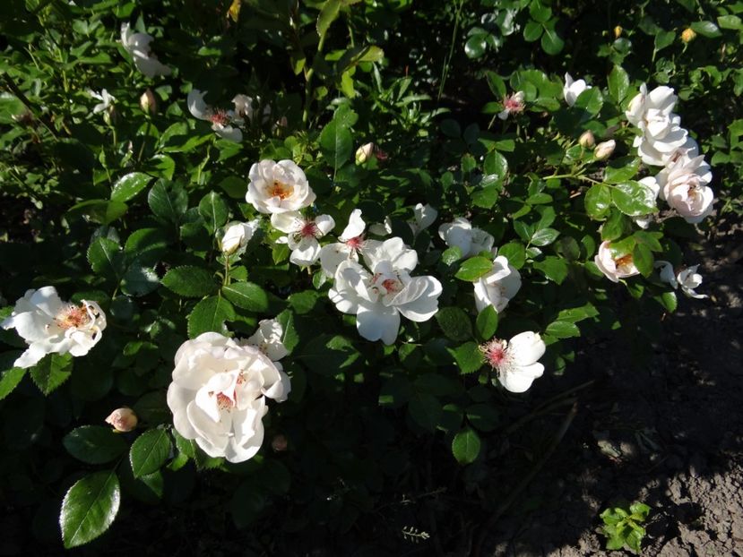  - Jacqueline du Pre -AGM