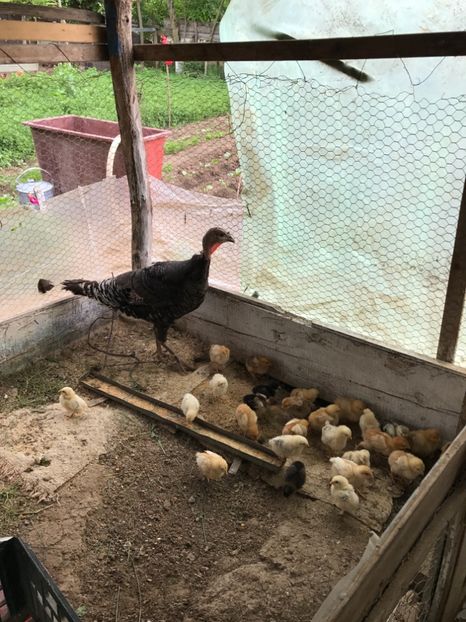  - Pasari de curte 2017