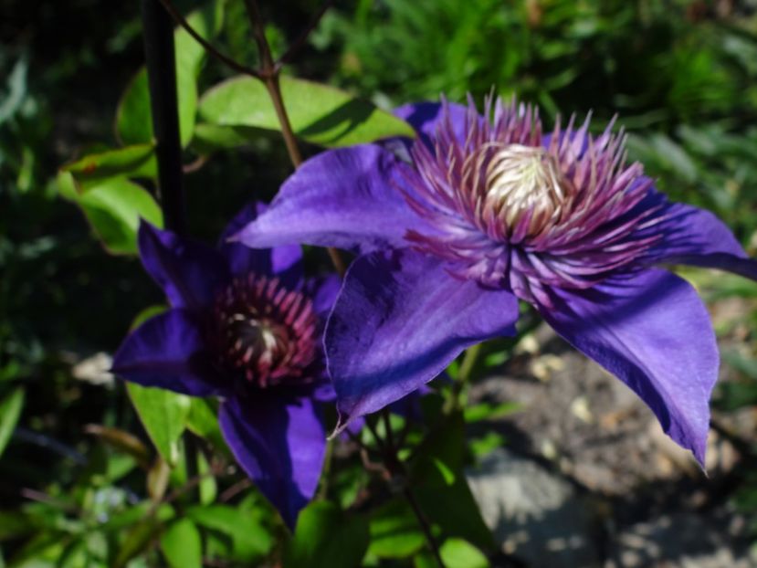 Multiblue - Si vara se facu