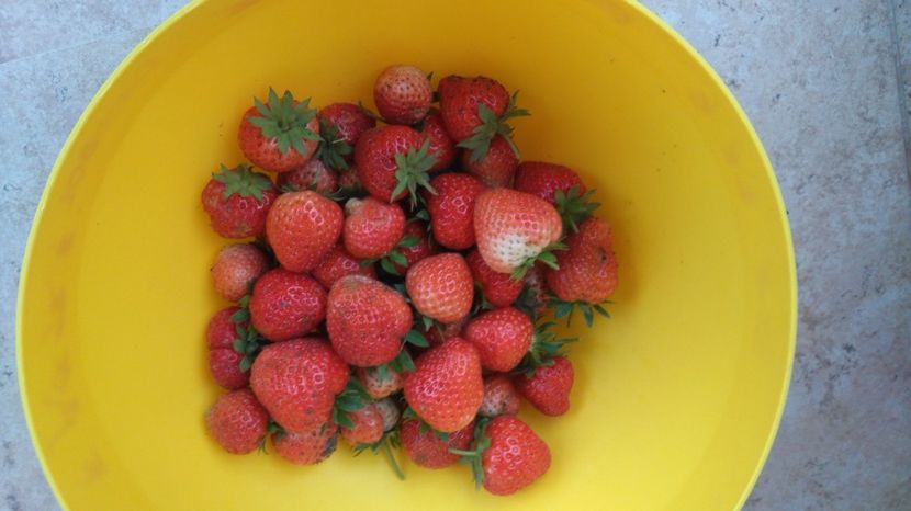  - Arbusti fructiferi si capsuni