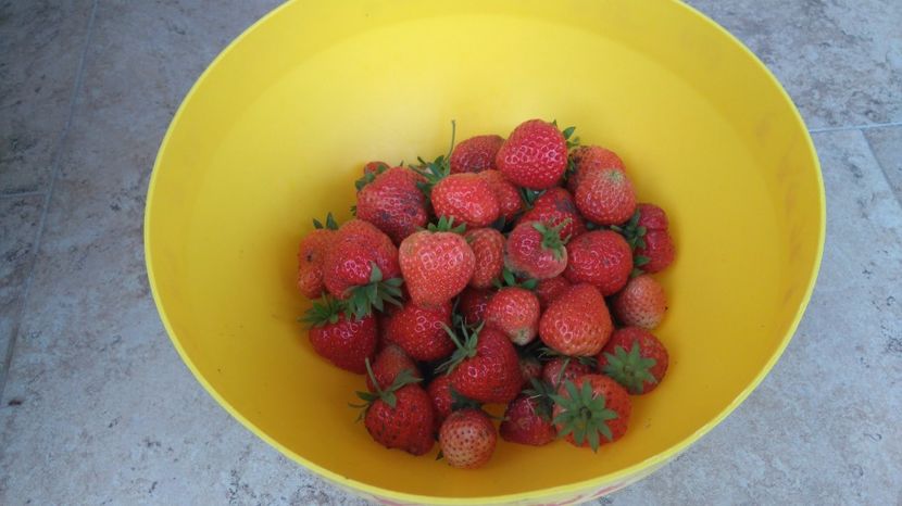  - Arbusti fructiferi si capsuni