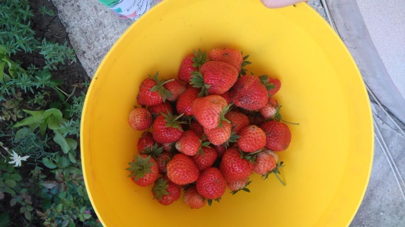  - Arbusti fructiferi si capsuni