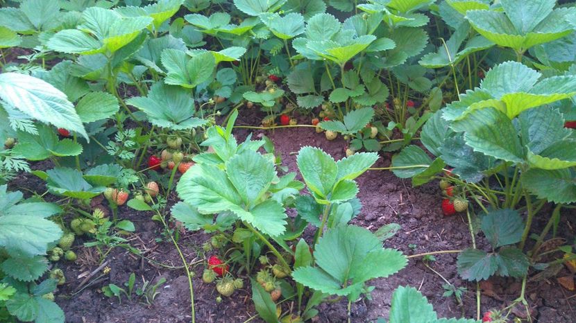  - Arbusti fructiferi si capsuni