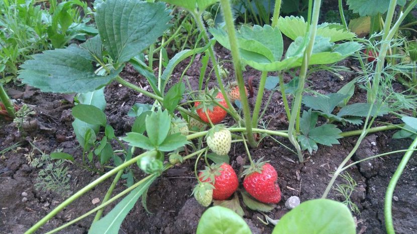  - Arbusti fructiferi si capsuni