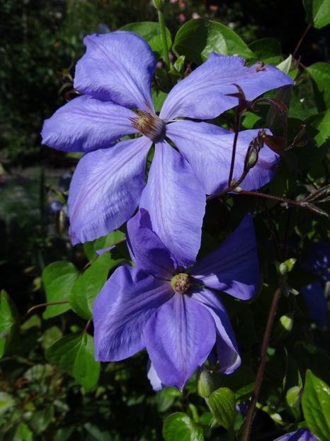 Mrs-Cholmondeley - Si vara se facu