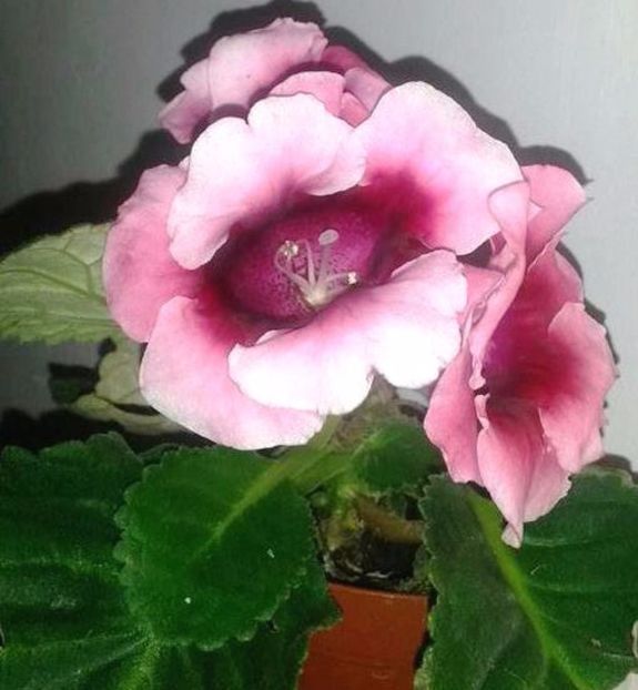  - gloxinii si minisiningii