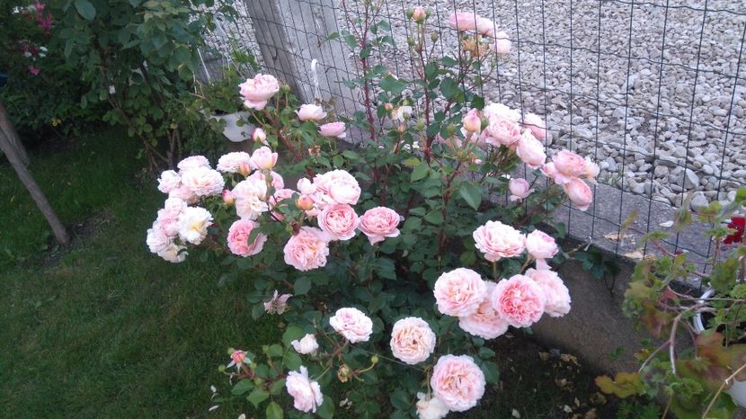  - Abraham Darby