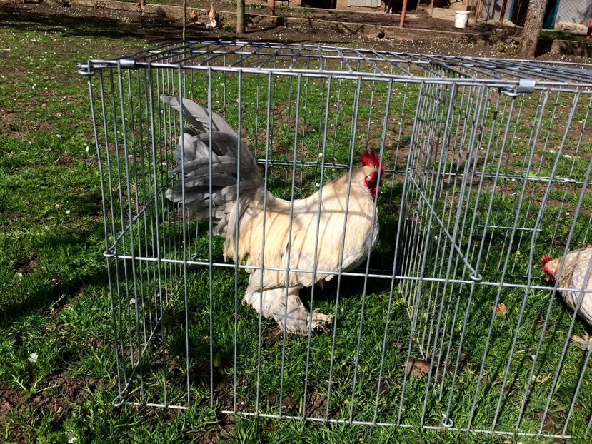  - Mii de flori isabel portelan