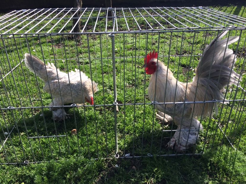  - Mii de flori isabel portelan