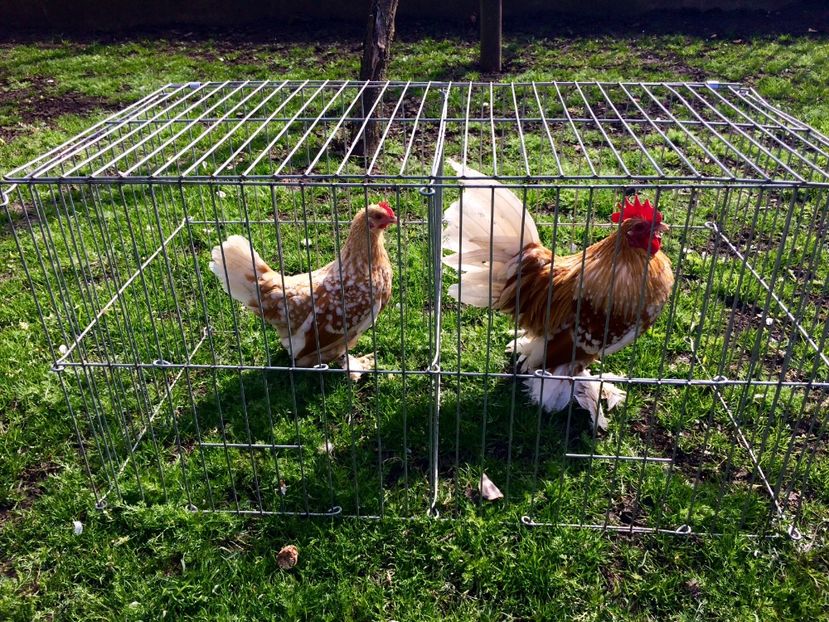  - Mii de flori galben alb