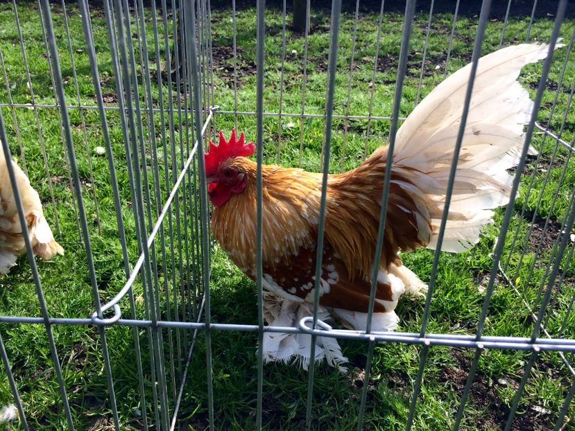  - Mii de flori galben alb