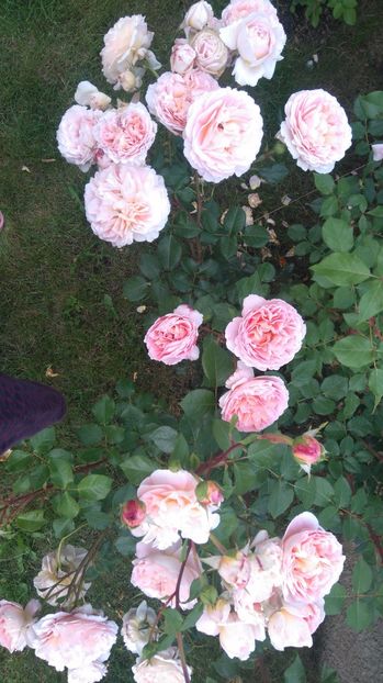  - Abraham Darby