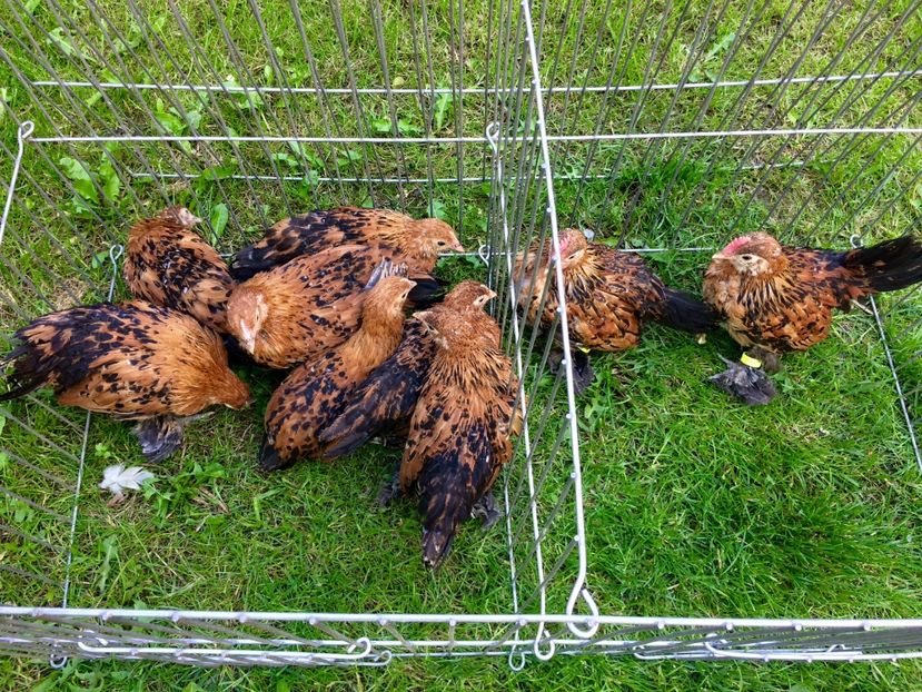  - Mii de flori auriu portelan