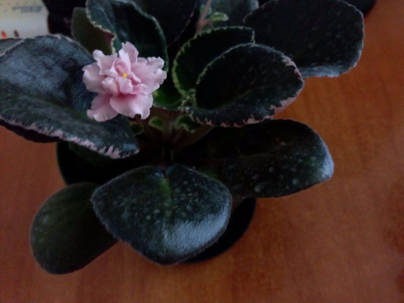 18926957_10209646819987741_751497087_o - ZZLE Odaliska