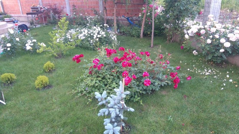  - Cum a evoluat gradina mea