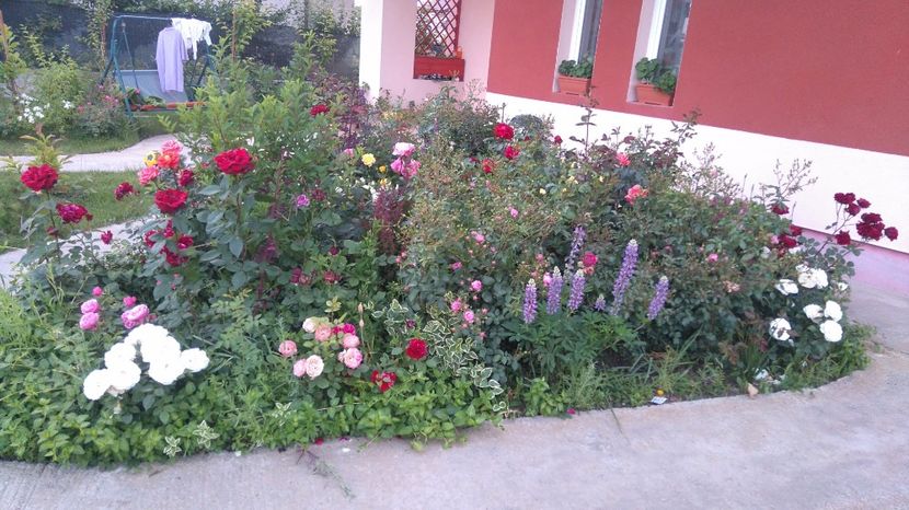  - Cum a evoluat gradina mea