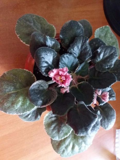  - ZZZNess Orange Pekoe Chis