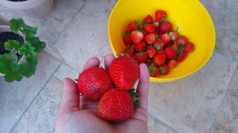  - Gradinuta cu de toate