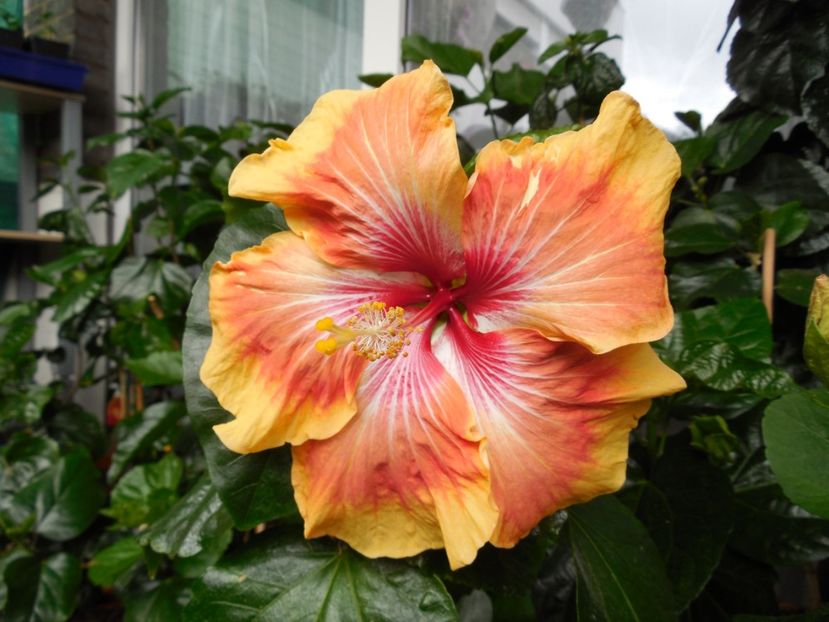  - Tahitian Arcturus Queen